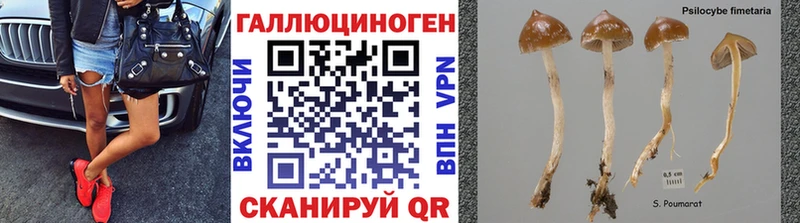 Псилоцибиновые грибы Psilocybe  Купить закладки  Волоколамск 